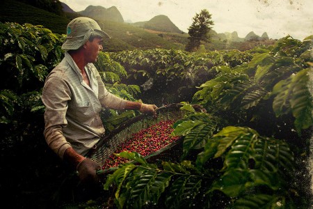 origines du café colombien